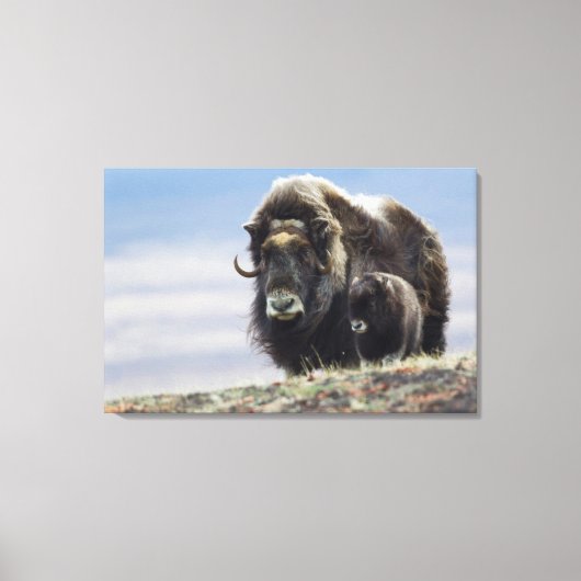 Toile Musk Ox with Calf (Recto)