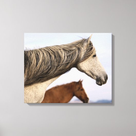 Toile Mustangs espagnols (Recto)