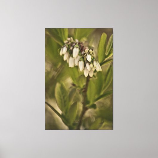 Toile Myrtille 585 (Recto)