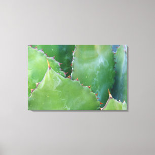 Toile N.A., États-Unis, Arizona, Tucson, désert de Sonor