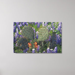 Toile N.A., États-Unis, Texas, Cactus entouré de