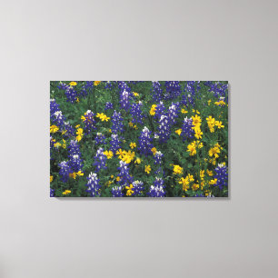 Toile N.A, États-Unis, Texas, Marble Falls, Blue Bonnets