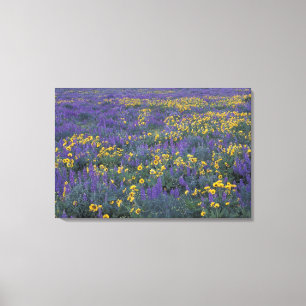 Toile NA, États-Unis, Washington Dalles, Lupin et