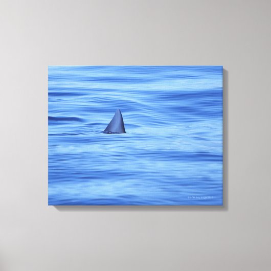 Toile Nage de requins dans l'eau de mer (Recto)