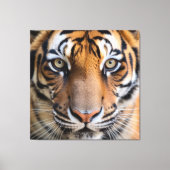 Toile Nature's Wild Animals - Tiger Canvas (Recto)