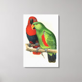 Toile New Guinea Eclectus, parrots, (Recto)