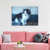 Toile Noir + Kitten blanc (Insitu(Salon))