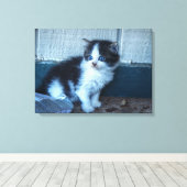 Toile Noir + Kitten blanc (Insitu (Plancher de Bois))