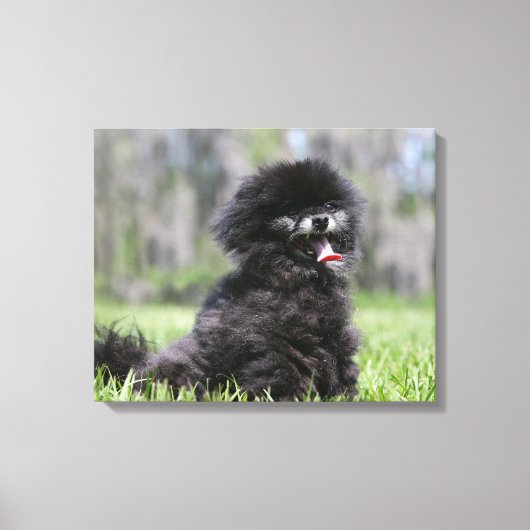 Toile Noir Pomeranian (Recto)