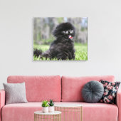 Toile Noir Pomeranian (Insitu(Salon))