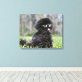Toile Noir Pomeranian (Insitu (Plancher de Bois))