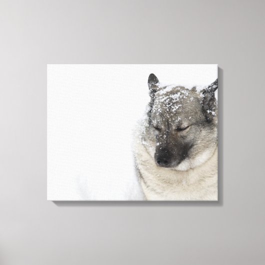 Toile Norvégien Elkhound (Recto)