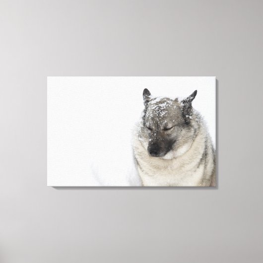 Toile Norvégien Elkhound (Recto)