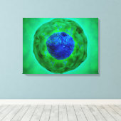 Toile Noyau Cellulaire Avec Chromosome 1 (Insitu (Plancher de Bois))