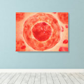 Toile Noyau Cellulaire Avec Chromosome 2 (Insitu (Plancher de Bois))