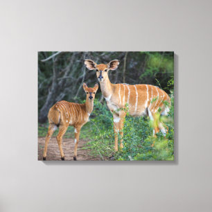 Toile Nyala (Tragelaphus Angazii) avec jeune, Ndumo