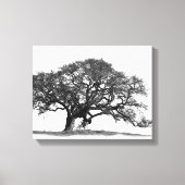 TOILE OAK TREE (Recto)