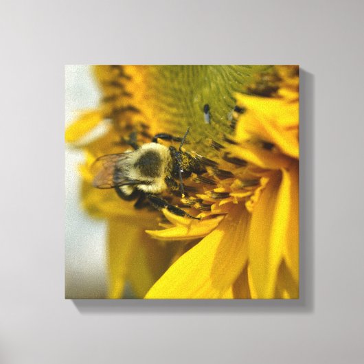 Toile Occupé Bee sur un tournesol (Recto)
