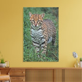 Toile OCELOT Leopardus pardalis) AMÉRIQUE CENTRALE (Insitu(Salon))