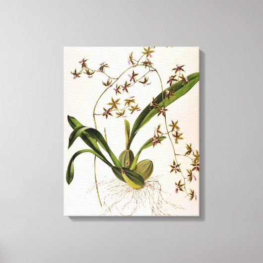 Toile Odontoglossum Hastatum (Recto)