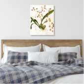 Toile Odontoglossum Hastatum (Insitu(Chambre))