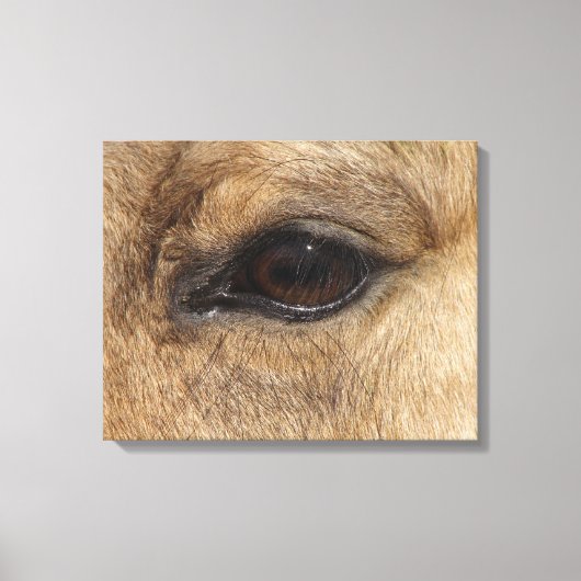 Toile OEil en peau de seau (Recto)