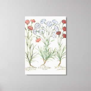 Toile Oeillets : albo multiplex du flore 1.Caryophyllus
