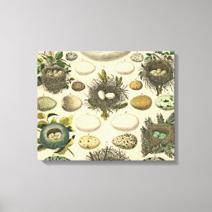 Toile OEuf vintage Nid Art Peinture OEufs