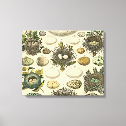 Toile OEuf vintage Nid Art Peinture OEufs (Recto)