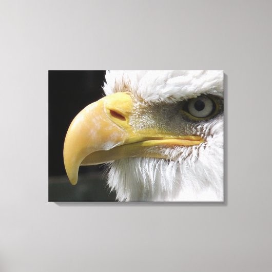 TOILE OISEAU D'AGLE (Recto)