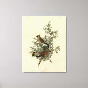 Toile Oiseau de cèdre, Cèdre, cire Audubon Oiseaux d'Amé
