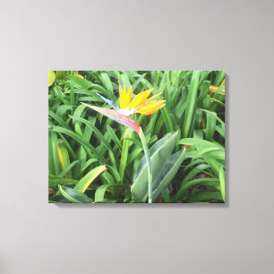 Toile Oiseau de plante paradisiaque (Strelitzia)