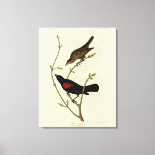 Toile Oiseau noir à ailes rouges - Oiseaux d'Amérique d'