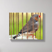 Oiseau Zebra Finch en cage