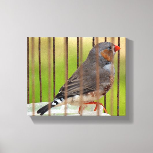 Toile Oiseau Zebra Finch en cage (Recto)