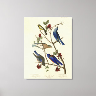 Toile Oiseaux bleus et Paruline, Oiseaux d'Amérique d'Au