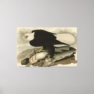 Toile Oiseaux d'Amérique à tête blanche (aigle à tête bl