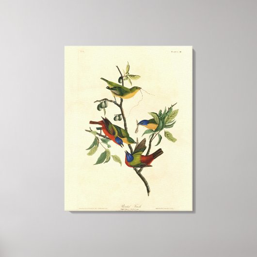 Toile Oiseaux d'Amérique d'Audubon (Recto)
