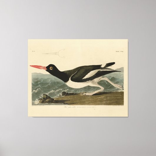 Toile Oiseaux d'Amérique d'Audubon (Recto)