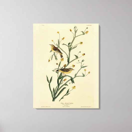 Toile Oiseaux d'Amérique de la Paruline Audubon (Recto)