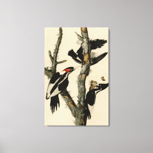 Toile Oiseaux d'Amérique du pic à l'ivoire