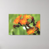 Toile Orange Hawkweed - Wild Things Photographie (Recto)