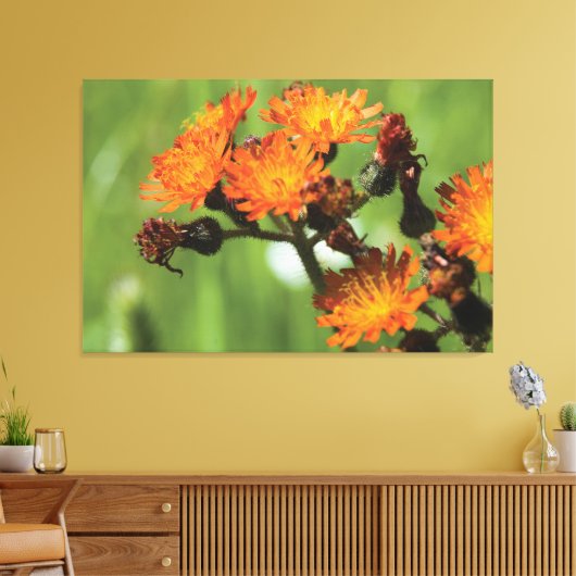 Toile Orange Hawkweed - Wild Things Photographie (Insitu(Salon))