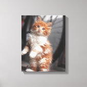 Toile Orange Tabby Kitten (Recto)