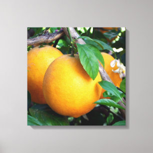 Toile Orange - Tangelo
