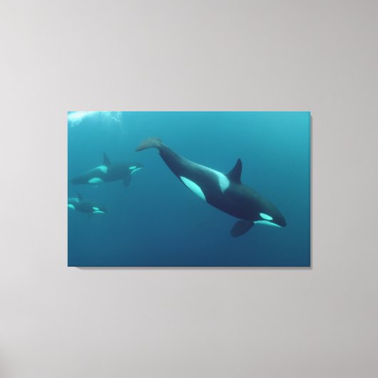 Toile Orca "Killer Whale" (Recto)