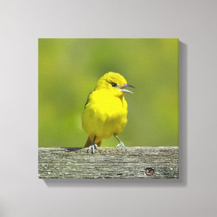 Toile Orchard Oriole - Photo originale