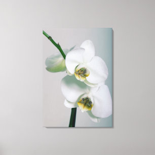 Toile Orchidée blanche