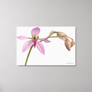 Toile Orchidée de pourpre de Lavendar