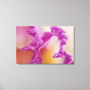 Toile Orchidée hybride en gros plan, Delray Beach, Flori